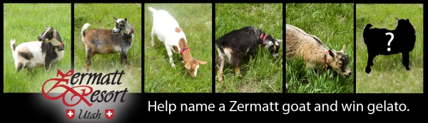 Help name the Zermatt goats and win gelato